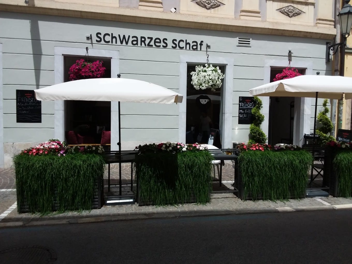 bilder von schwarzes schaf siegen